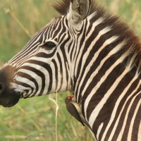 Bąkojad czerwonodzioby - Buphagus erythrorhynchus - Red-billed Oxpecker