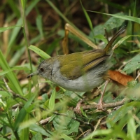Beczak zielonogrzbiety - Camaroptera brachyura - Green-backed Camaroptera