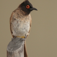 Bilbil czerwonooki - Pycnonotus nigricans - Black-fronted Bulbu