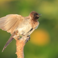 Bilbil okopcony - Pycnonotus tricolor - Dark-capped Bulbul