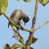 Bilbil okopcony - Pycnonotus tricolor - Dark-capped Bulbul