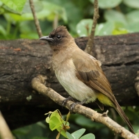 Bilbil okopcony - Pycnonotus tricolor - Dark-capped Bulbul