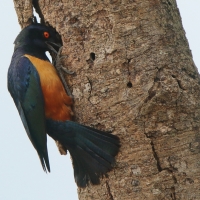 Błyszczak półobrożny - Lamprotornis hildebrandti - Hildebrandt's Starling