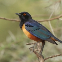 Błyszczak półobrożny - Lamprotornis hildebrandti - Hildebrandt's Starling