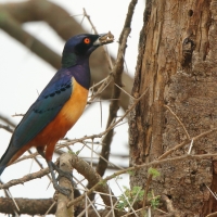 Błyszczak półobrożny - Lamprotornis hildebrandti - Hildebrandt's Starling