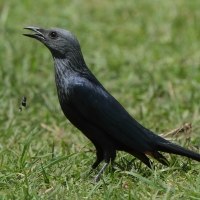 Czarnotek rudoskrzydły - Onychognathus morio - Red-winged Starling