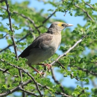 Szpak ozdobny - Creatophora cinerea - Wattled Starling