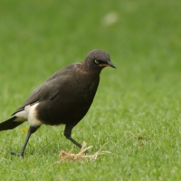 Błyszczak brunatny - Lamprotornis bicolor - African Pied Starling