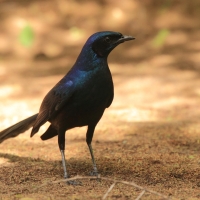 Błyszczak ciemny - Lamprotornis mevesii - Meves's Starling