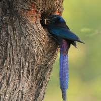 Błyszczak ciemny - Lamprotornis mevesii - Meves's Starling