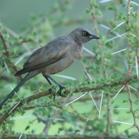 Błyszczak jednobarwny - Lamprotornis unicolor - Ashy Starling
