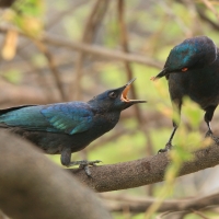 Błyszczak lśniący - Lamprotornis nitens - Cape Glossy Starling