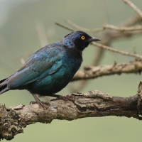 Błyszczak lśniący - Lamprotornis nitens - Cape Glossy Starling