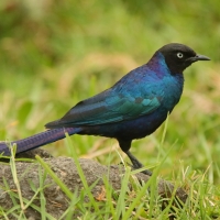 Błyszczak purpurowosterny - Lamprotornis purpuroptera - Rüppell's Glossy Starling