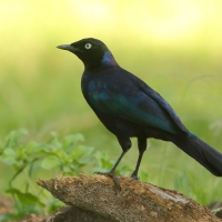 Błyszczak purpurowosterny - Lamprotornis purpuroptera - Rüppell's Glossy Starling