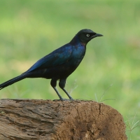 Błyszczak purpurowosterny - Lamprotornis purpuroptera - Rüppell's Glossy Starling