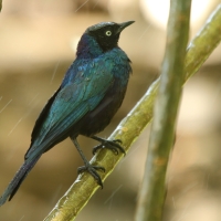 Błyszczak purpurowosterny - Lamprotornis purpuroptera - Rüppell's Glossy Starling
