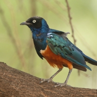 Błyszczak rudobrzuchy - Lamprotornis superbus - Superb Starling