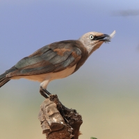 Błyszczak szarawy - Lamprotornis fischeri - Fischer's Starling