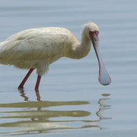 Warzęcha czerwonolica - Platalea alba - African Spoonbill