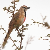 Dzierzbik czerwonogardły - Rhodophoneus cruentus - Rosy-patched Bush-shrike