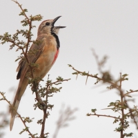 Dzierzbik czerwonogardły - Rhodophoneus cruentus - Rosy-patched Bush-shrike