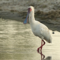 Warzęcha czerwonolica - Platalea alba - African Spoonbill