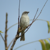 Wróbel siwogłowy - Passer griseus - Northern Grey-headed Sparrow