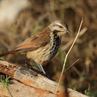 Palmodrozd plamisty - Cichladusa guttata - Spotted Palm Thrush