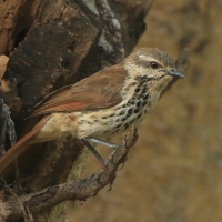 Palmodrozd plamisty - Cichladusa guttata - Spotted Palm Thrush