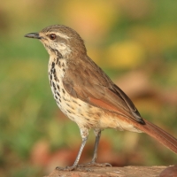 Palmodrozd plamisty - Cichladusa guttata - Spotted Palm Thrush