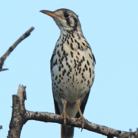 Drozd kroplisty - Psophocichla litsitsirupa - Groundscraper Thrush