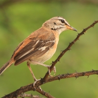 Drozdówka jasna - Cercotrichas leucophrys - White-browed Scrub Robin