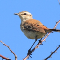 Drozdówka pustynna - Cercotrichas paena - Kalahari Scrub Robin