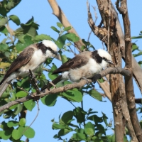 Białoczub białorzytny - Eurocephalus rueppelli - Northern White-crowned Shrike