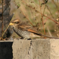 Dzierzba kreskowana - Lanius corvinus - Yellow-billed Shrike