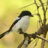 Dzierzba białobarkowa - Lanius collaris - Southern Fisca