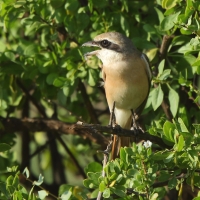 Dzierzba pustynna - Lanius isabellinus - Isabelline Shrike