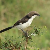Dzierzba sawannowa - Lanius cabanisi - Long-tailed Fiscal