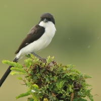 Dzierzba sawannowa - Lanius cabanisi - Long-tailed Fiscal