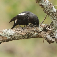 Dzierzba srokata - Lanius melanoleucus - Magpie Shrike