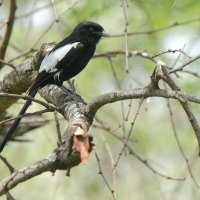 Dzierzba srokata - Lanius melanoleucus - Magpie Shrike
