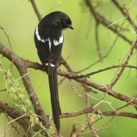 Dzierzba srokata - Lanius melanoleucus - Magpie Shrike