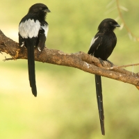 Dzierzba srokata - Lanius melanoleucus - Magpie Shrike
