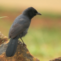 Dzierzyk stalowy - Laniarius funebris - Slate-coloured Boubou
