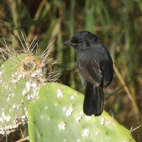 Dzierzyk stalowy - Laniarius funebris - Slate-coloured Boubou