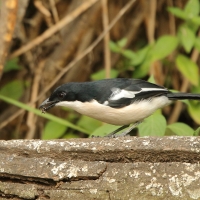 Dzierzyk zaroślowy - Laniarius aethiopicus - Tropical Boubou