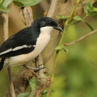 Dzierzyk zaroślowy - Laniarius aethiopicus - Tropical Boubou