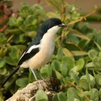Dzierzyk zaroślowy - Laniarius aethiopicus - Tropical Boubou