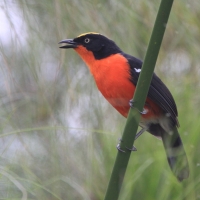 Dzierzyk papirusowy - Laniarius mufumbiri - Papyrus Gonolek